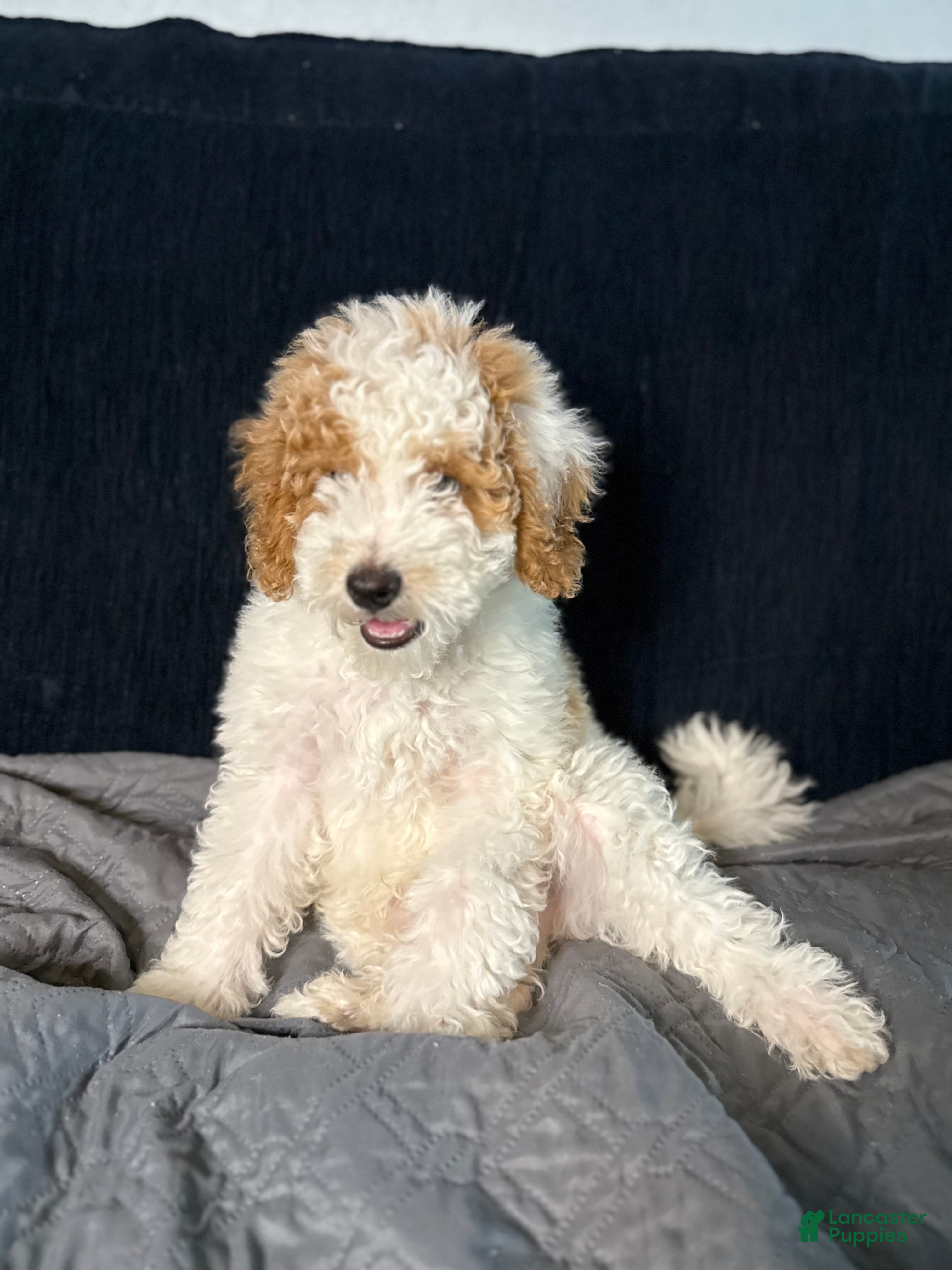 Mini Goldendoodle dogs Mini Goldendoodle 1 - Ad 12