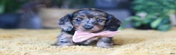 Miniature Dachshund dogs for sale: Strudel - Ad 2