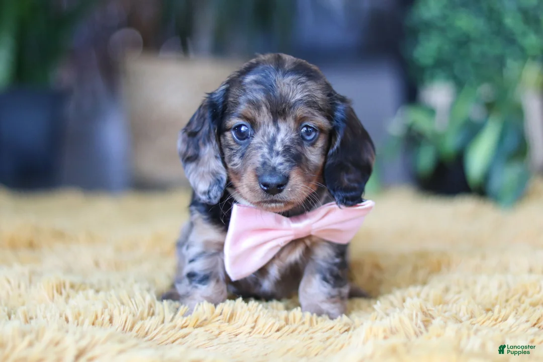 Miniature Dachshund dogs for sale: Strudel - Ad 2