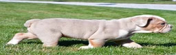 Beabull dogs for sale: Myles - Ad 6
