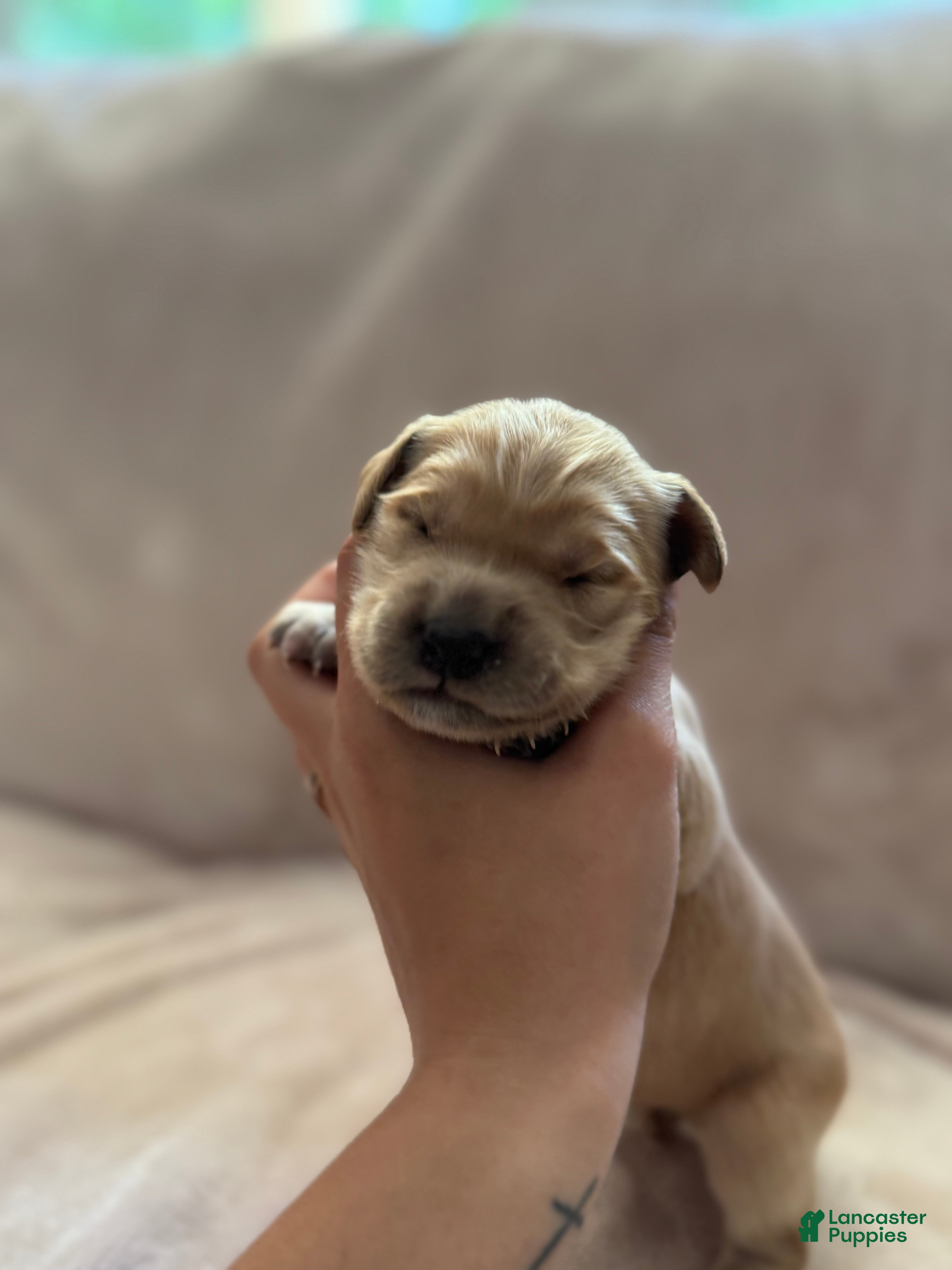 Golden Retriever dogs Light Blue- male  - Ad 2