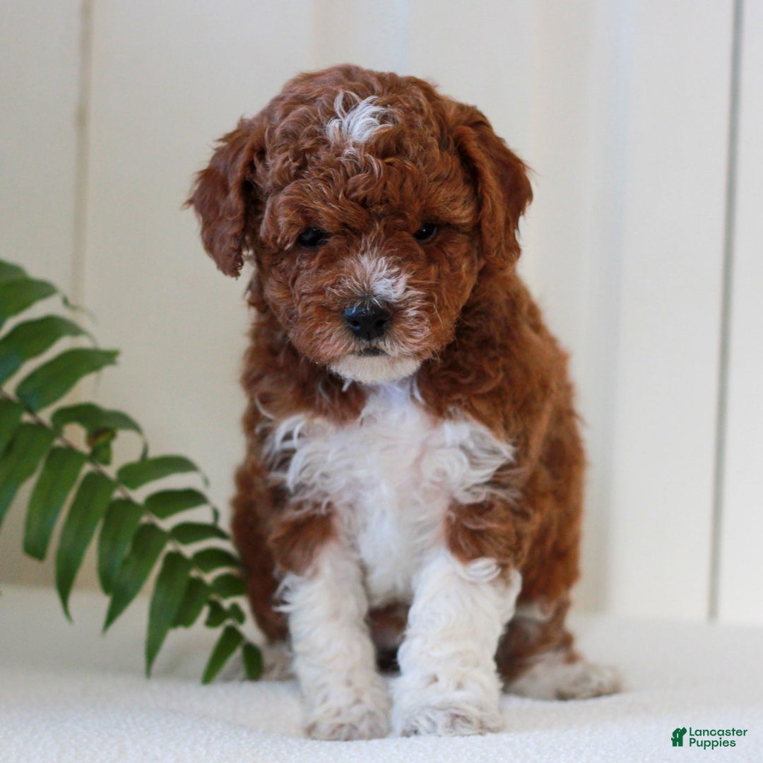 Mini Goldendoodle dogs for sale: Jessa  - Ad 1
