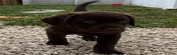 Labrador Retriever dogs for sale: Labrador Retriever Puppy 4 - Ad 3