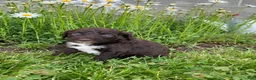 Portuguese Water Dog dogs for sale: Luna - Ad 11