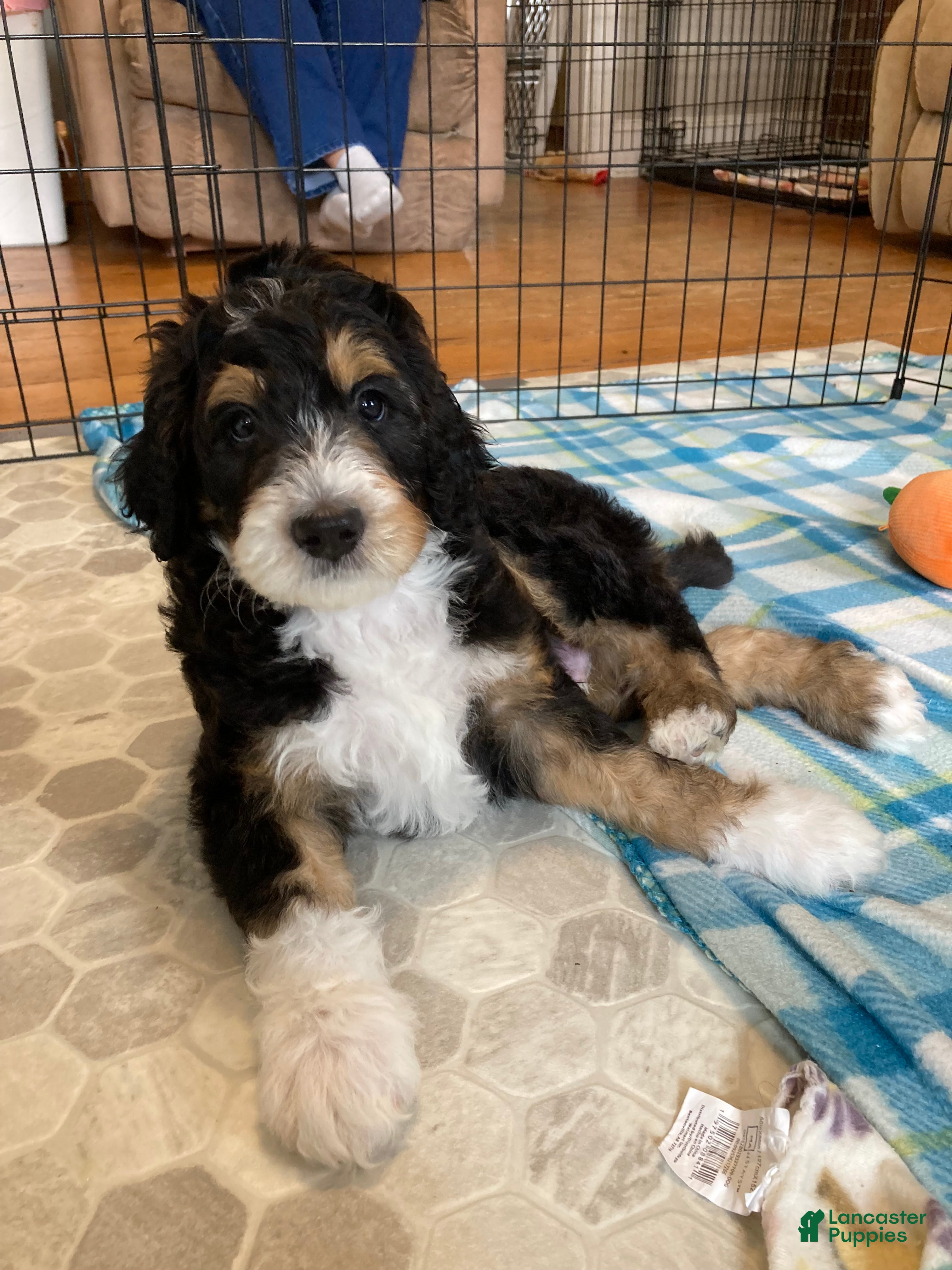 Bernedoodle dogs Neville - Ad 2
