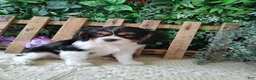 Cavalier King Charles Spaniel dogs for sale: Sasha - Ad 6