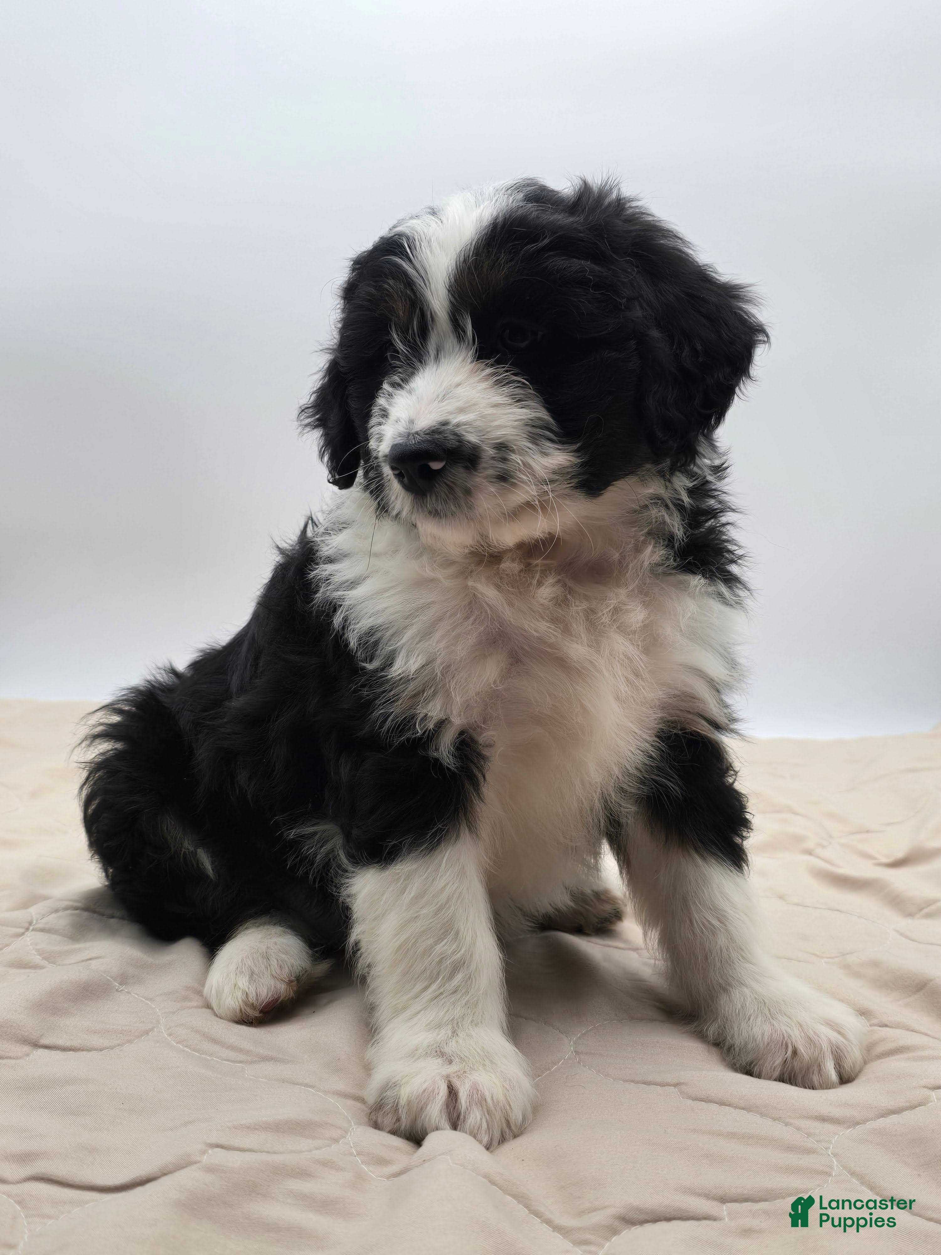 Aussiedoodle dogs Dottie - Ad 1