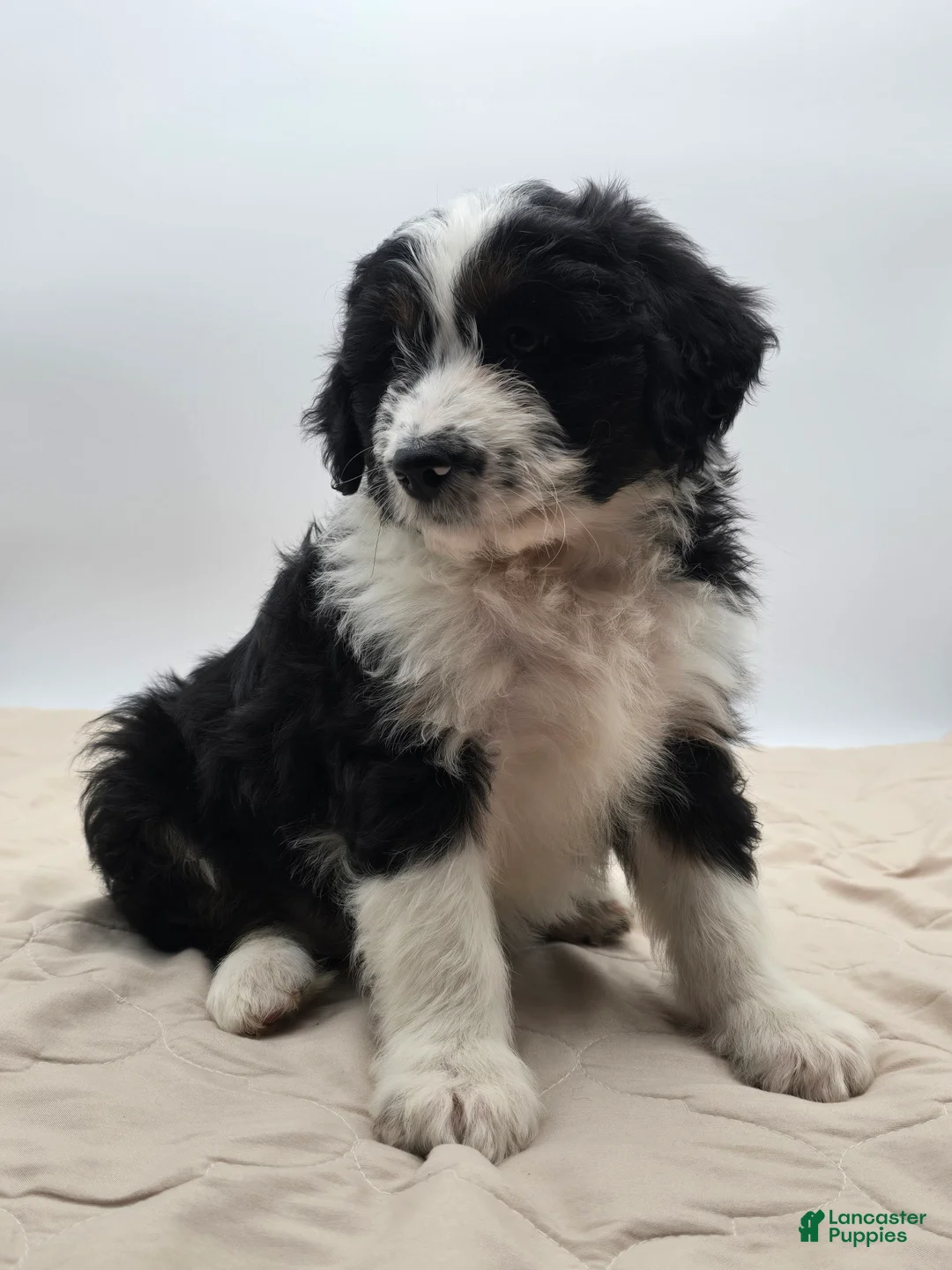 Aussiedoodle dogs for sale: Dottie - Ad 1