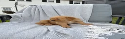 Golden Retriever dogs for sale: Rainier (dk green collar) - Ad 4