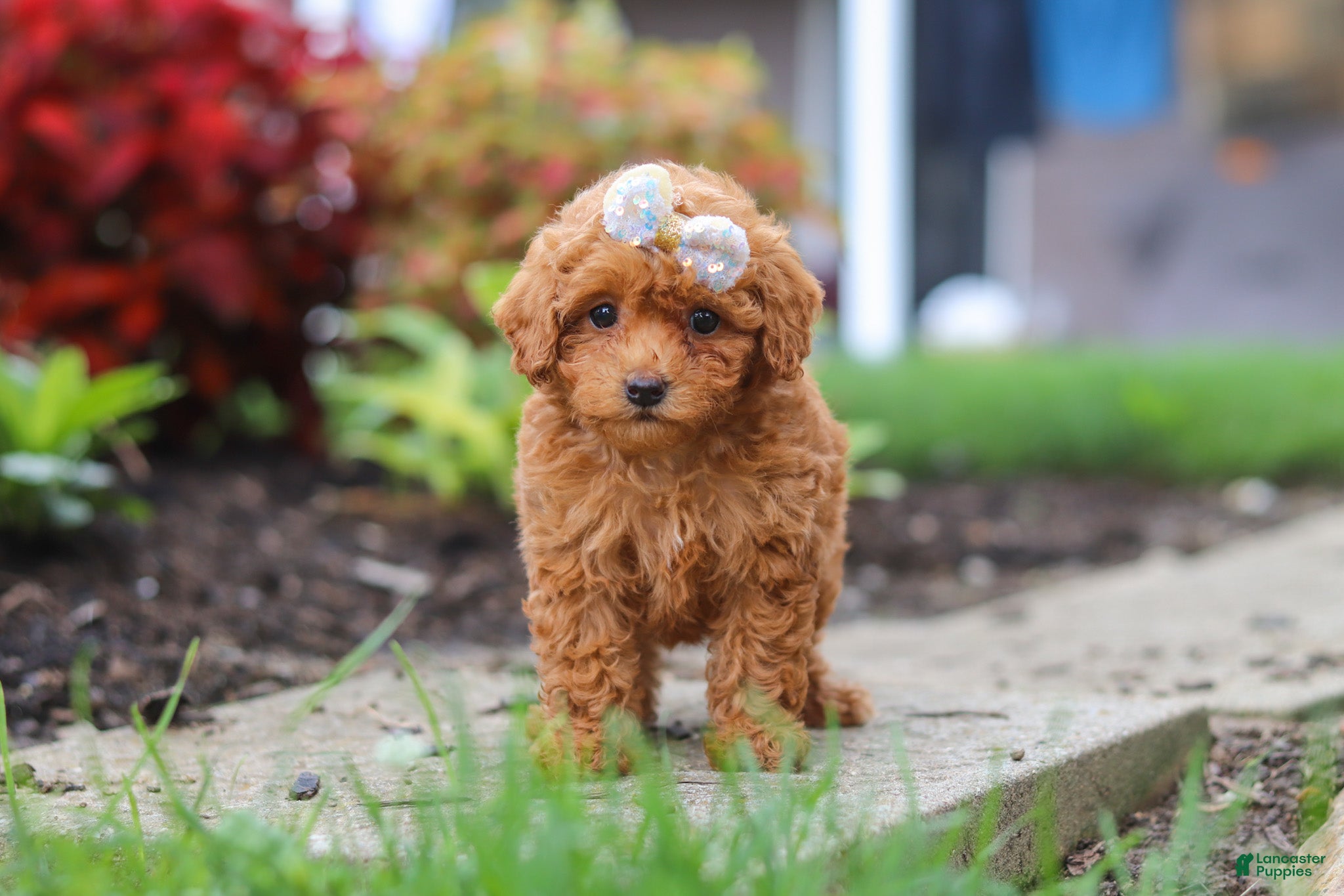 Miniature Poodle dogs for sale: Pippa - Ad 1
