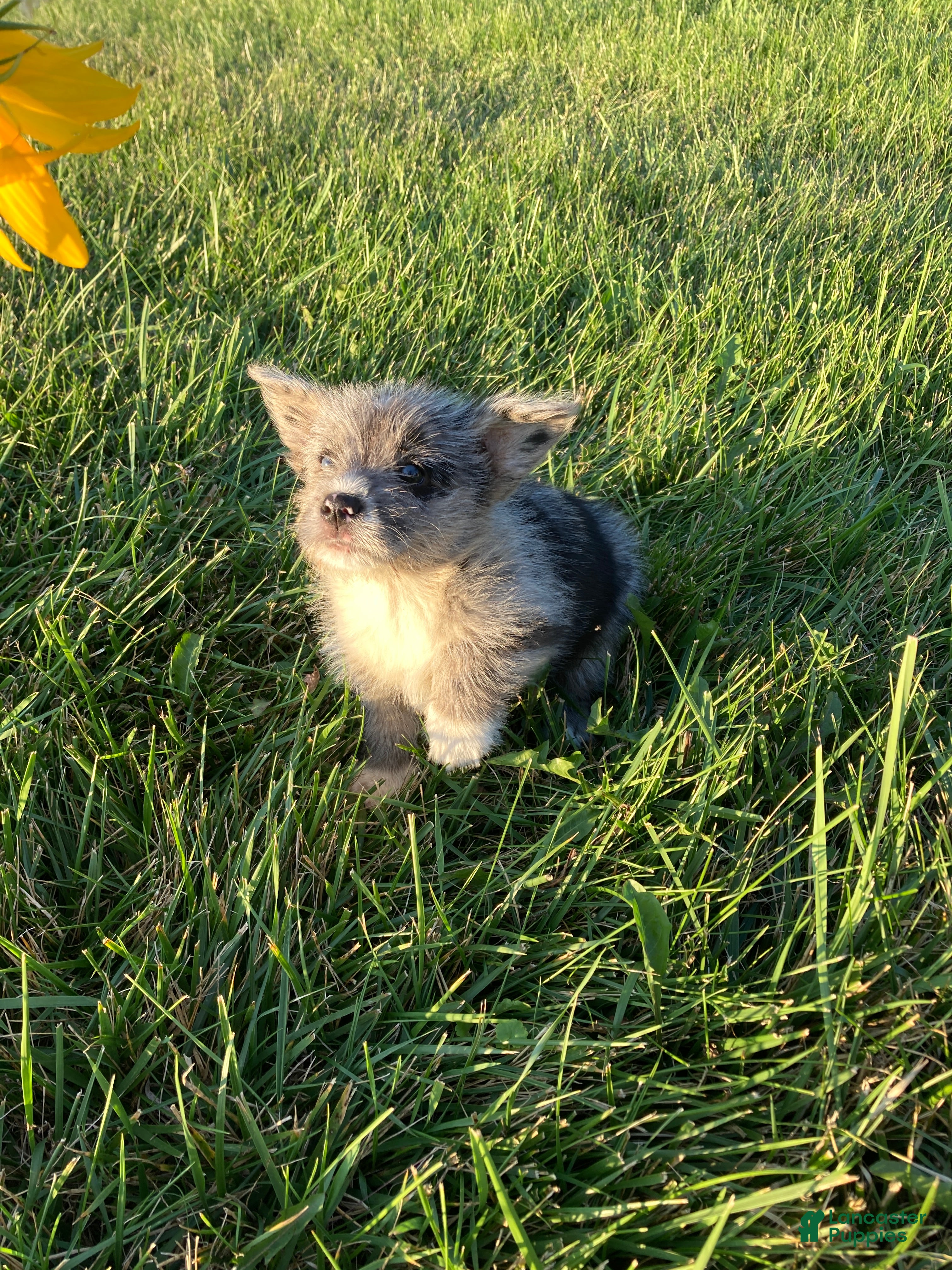 Corgipoo dogs Teddy - Ad 1