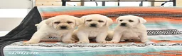 Labrador Retriever dogs for sale: Trixie - Ad 5