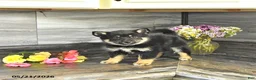Pomsky dogs for sale: Jenna - Ad 2