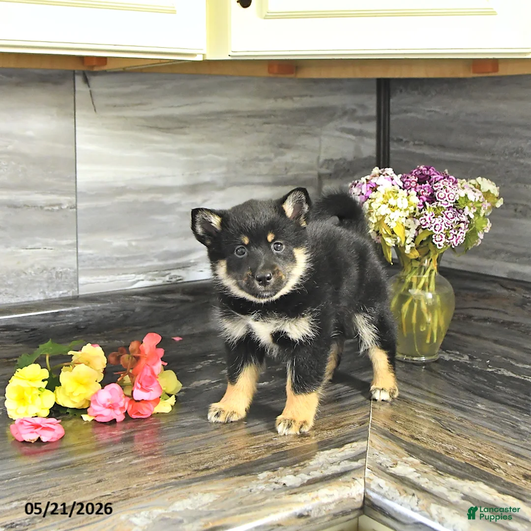 Pomsky dogs for sale: Jenna - Ad 2