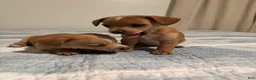 Mixed Breed dogs for sale: Chloe - Ad 3