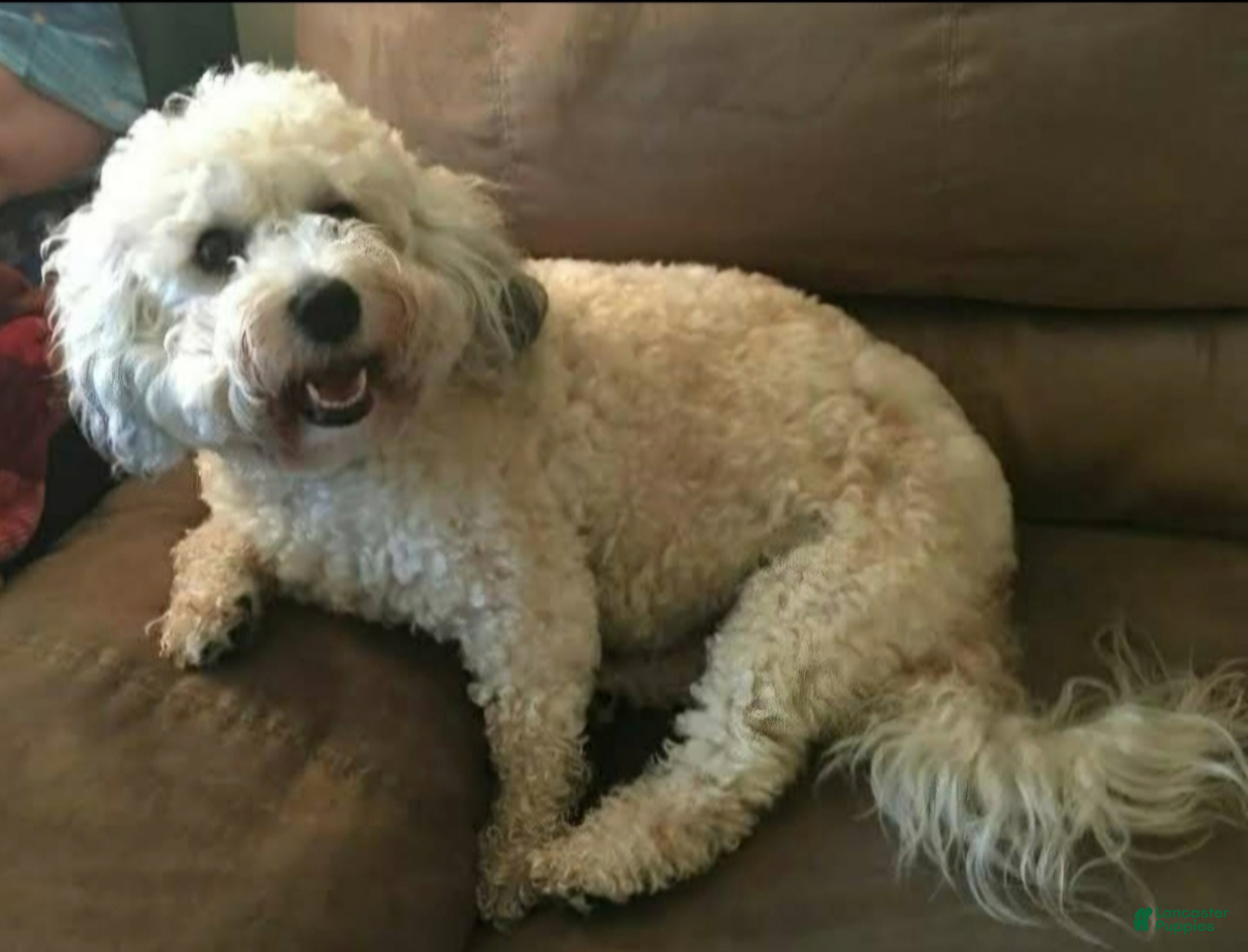 Bichpoo dogs Jackson - Ad 25