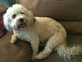 Bichpoo dogs Jackson - Ad 25