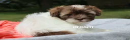 Shihpoo dogs for sale: Skye - Ad 4