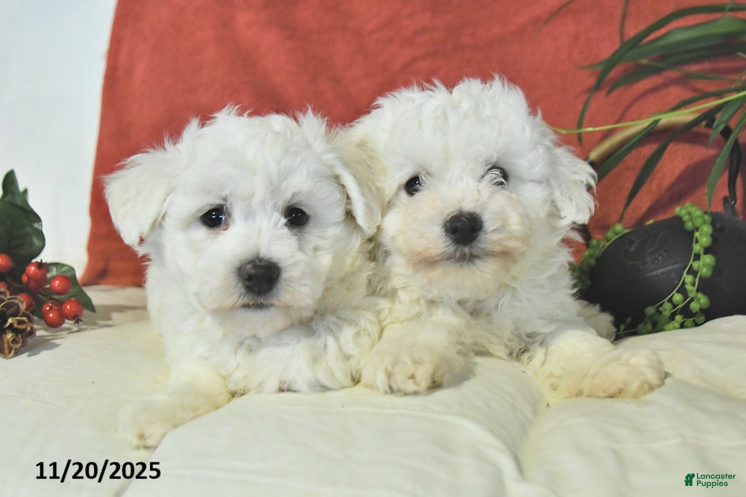Bichon Frise dogs for sale: Landon  - Ad 5
