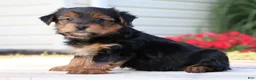 Yorkshire Terrier dogs for sale: Coffee  - Ad 3