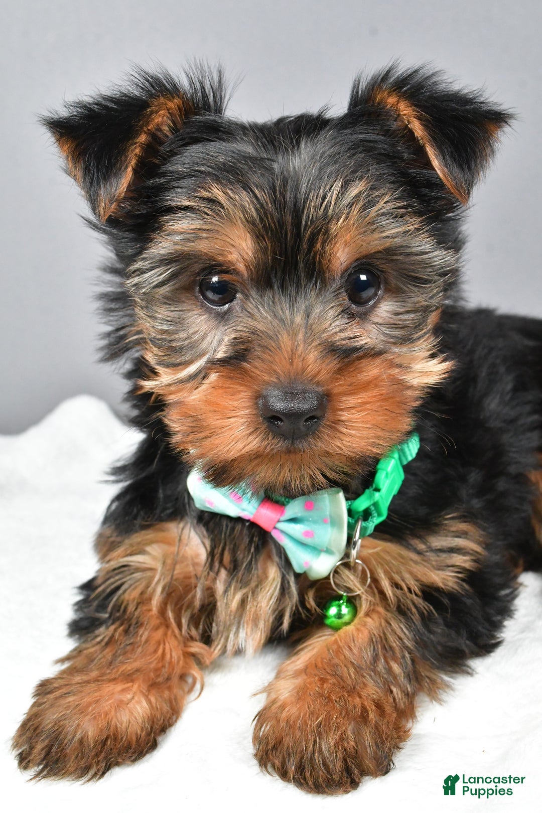 Morkie dogs for sale: Patrick - Ad 5