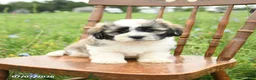Malshi dogs for sale: Dusty - Ad 3