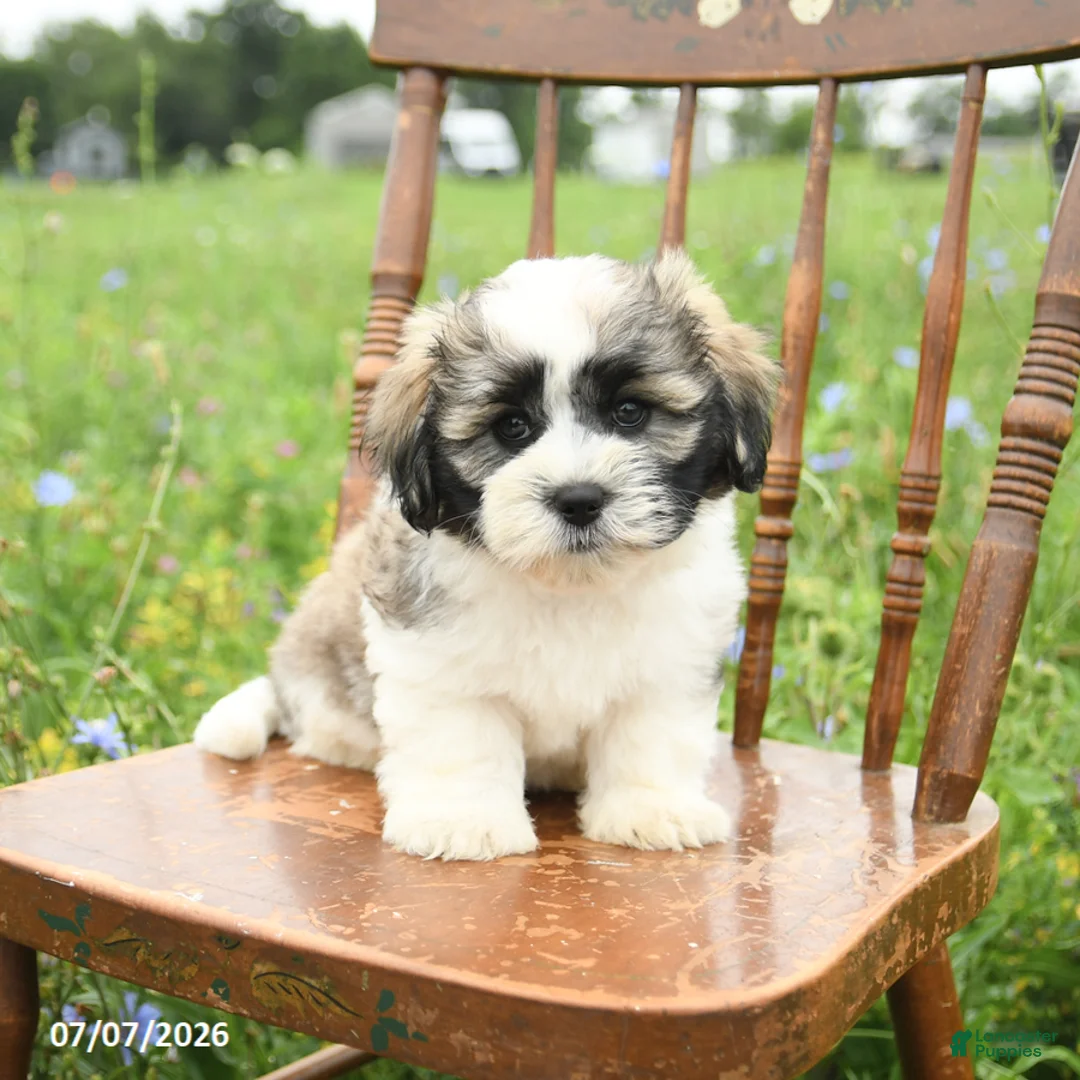 Malshi dogs for sale: Dusty - Ad 3