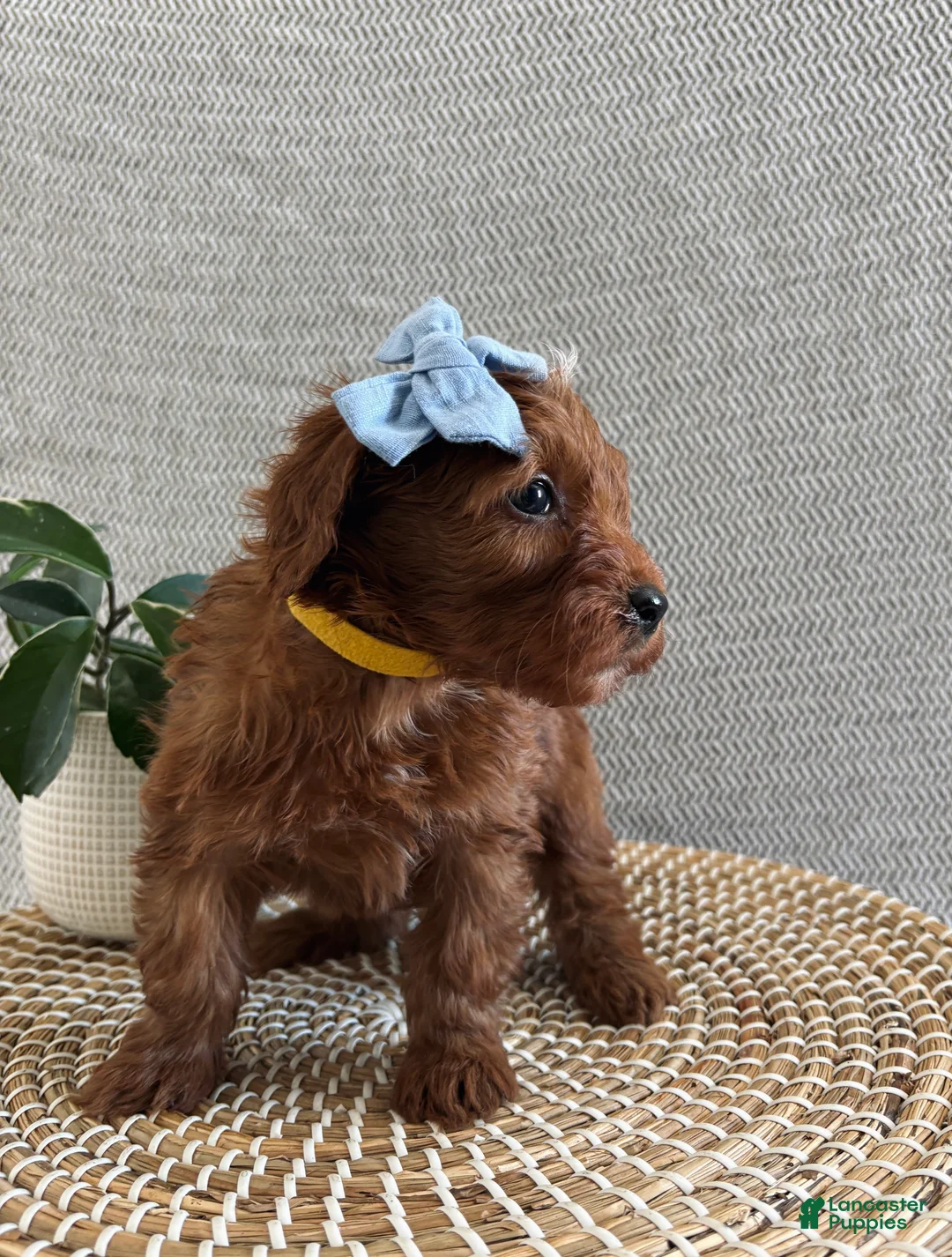 Irish Doodle dogs for sale: Candy - Ad 2