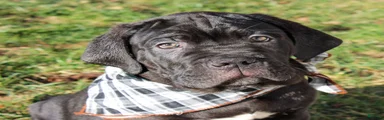 Cane Corso Puppy 1