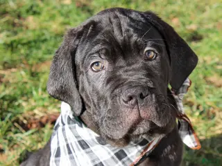 Cane Corso dogs Cane Corso Puppy 1 - Ad 16