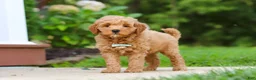 Mini Goldendoodle dogs for sale: Jasper - Ad 3