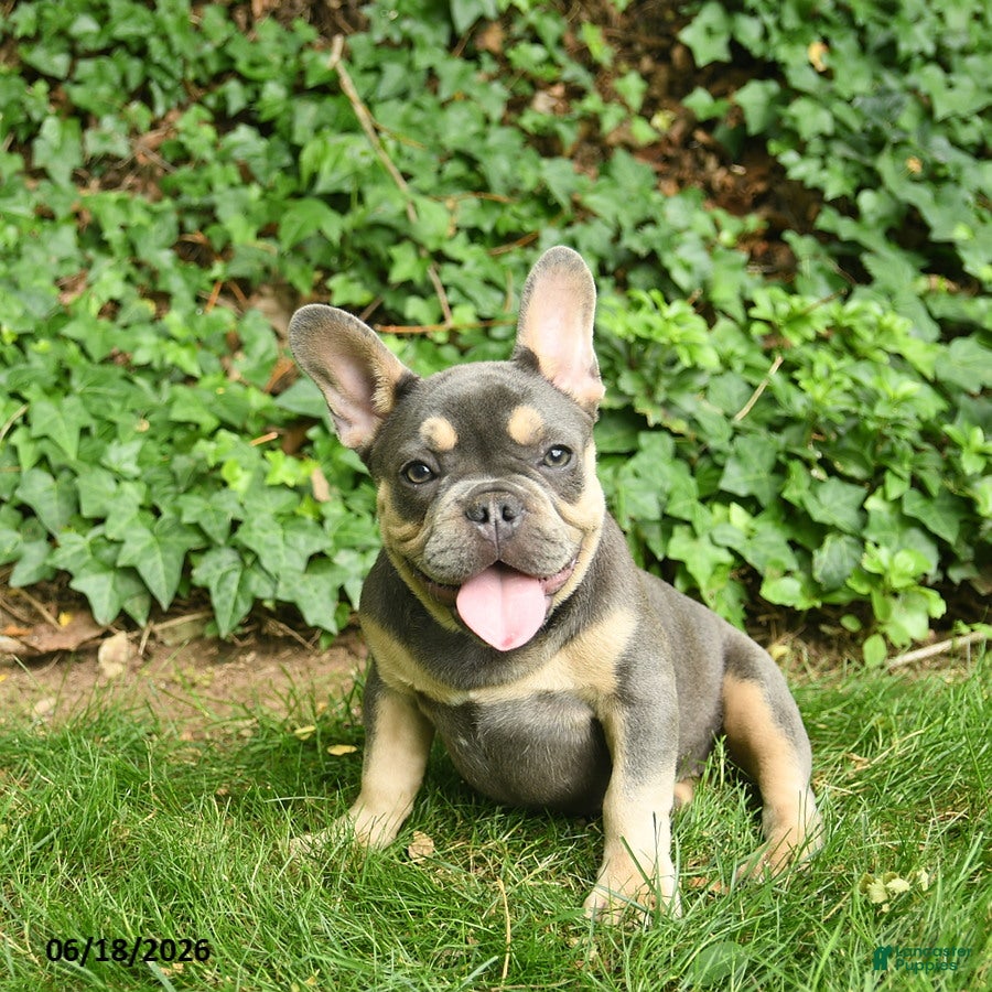 French Bulldog dogs Smokey - Ad 2