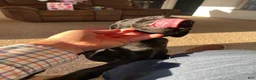 Labrador Retriever dogs for sale: Labrador Retriever 1 - Ad 3