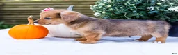 Mixed Breed dogs for sale: Sadie - Ad 3