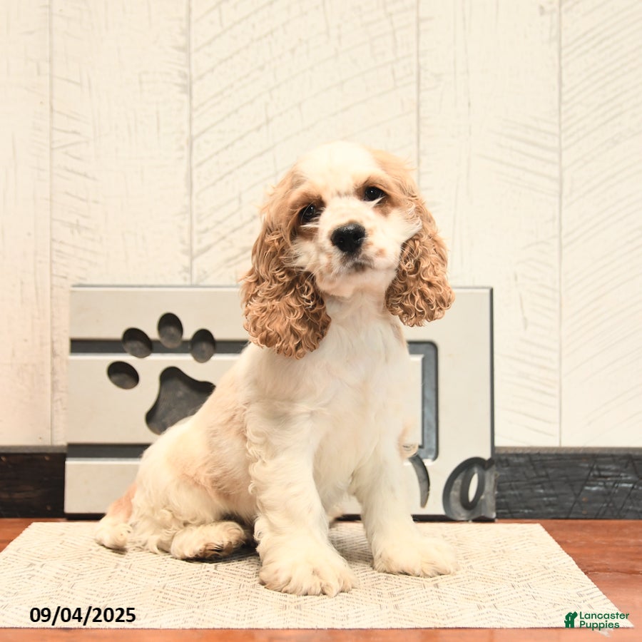 Cocker Spaniel dogs Walker - Ad 33