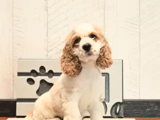 Cocker Spaniel dogs Walker - Ad 41