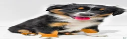 Miniature Australian Shepherd dogs for sale: Ember - Ad 5
