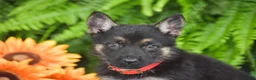 German Shepherd dogs for sale: Annie - Ad 3