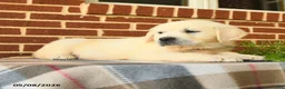 Golden Retriever dogs for sale: Peggy - Ad 2