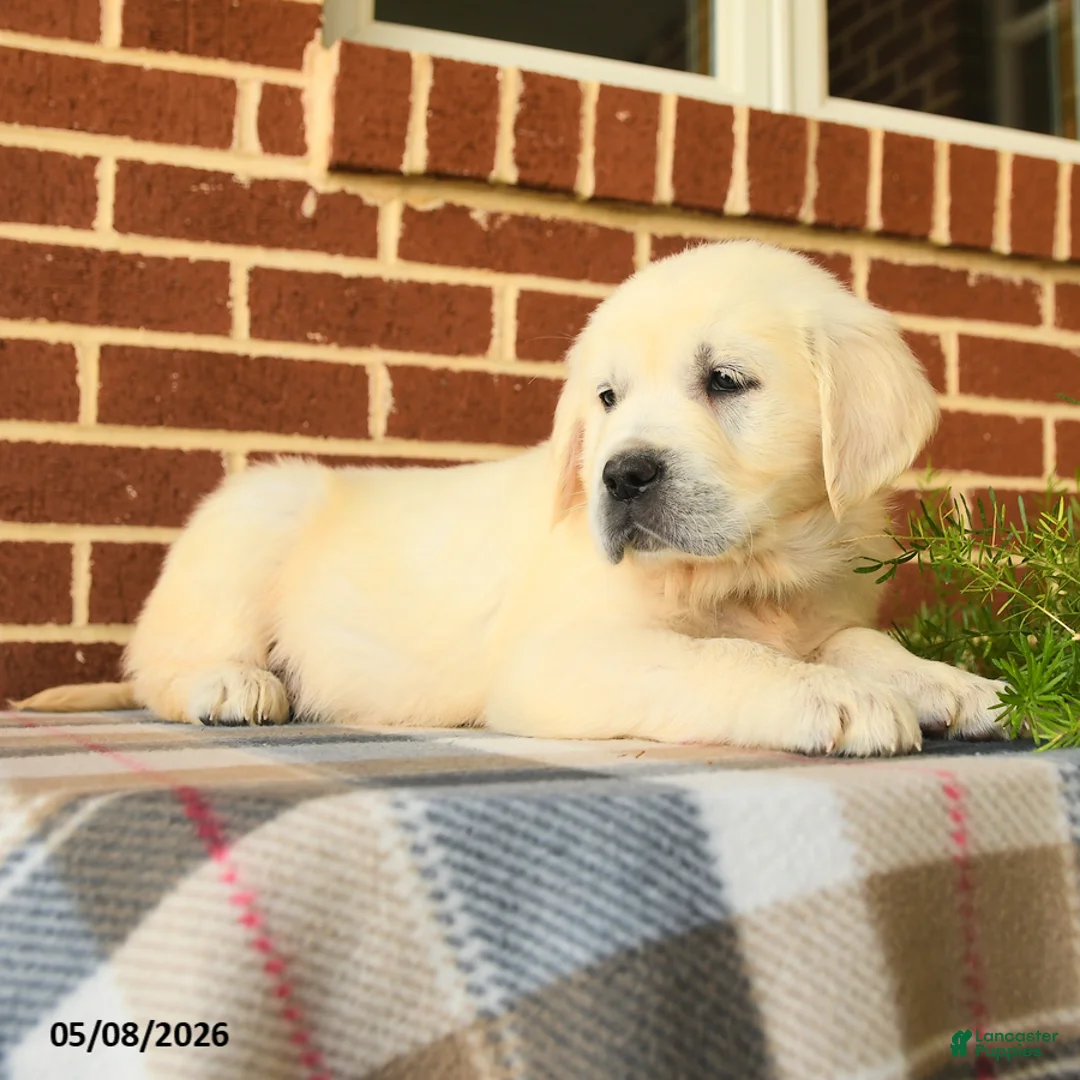 Golden Retriever dogs for sale: Peggy - Ad 2