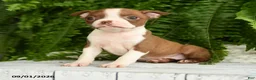 Boston Terrier dogs for sale: Artemis - Ad 2