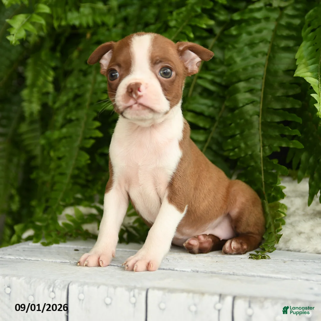 Boston Terrier dogs for sale: Artemis - Ad 2