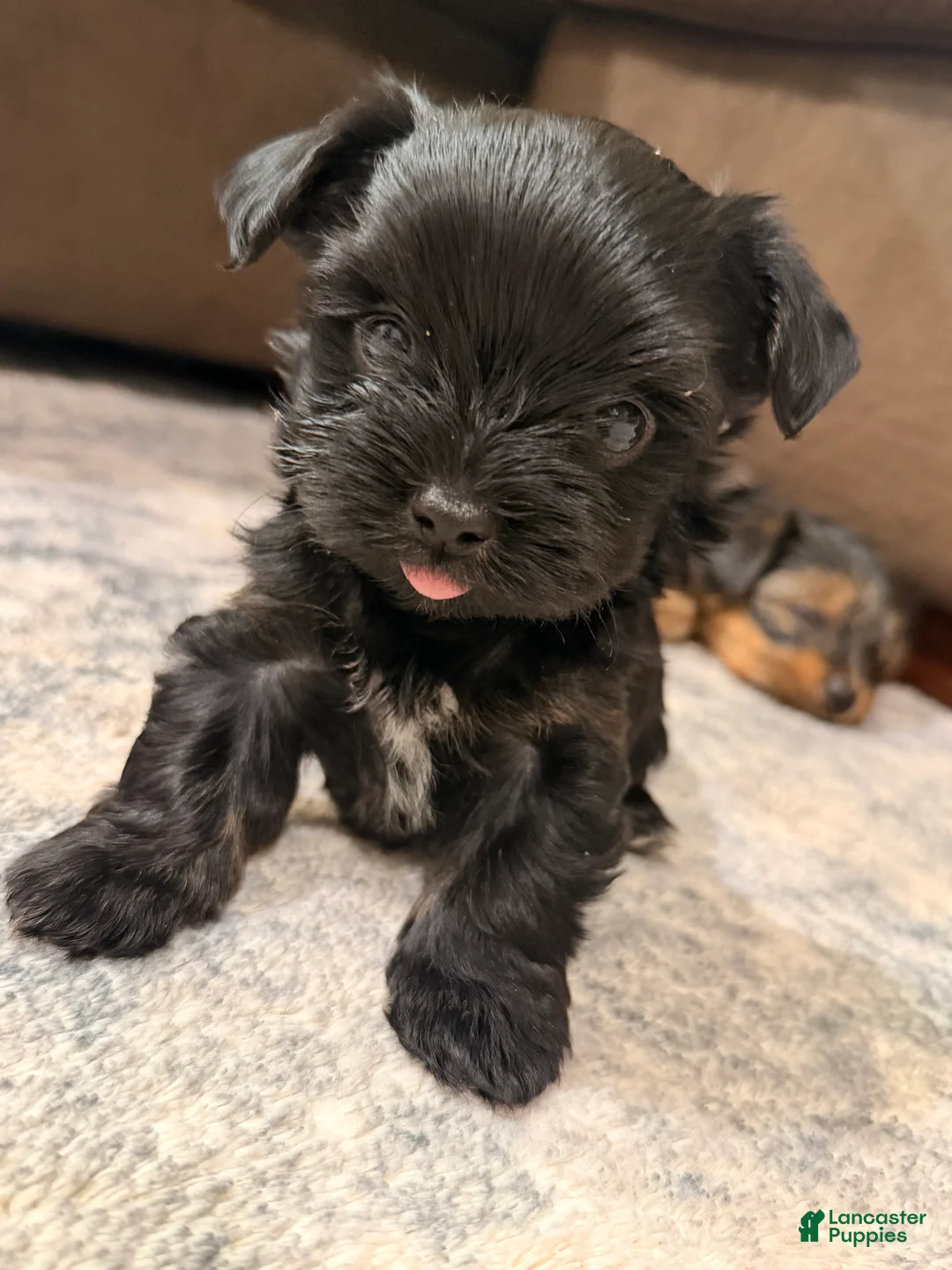 Yorkshire Terrier dogs for sale: Yorkshire Terrier 3 - Ad 1