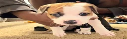 Mixed Breed dogs for sale: Mixed Breed Puppy 6 - Ad 1