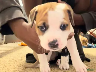 Mixed Breed dogs Mixed Breed Puppy 6 - Ad 42