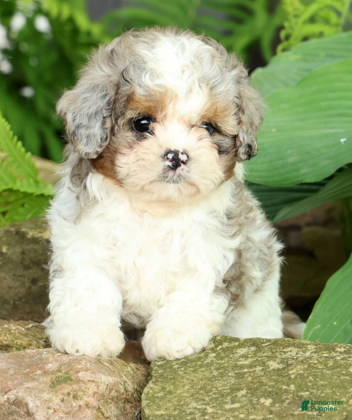 Mixed Breed dogs for sale: Beau - Ad 8