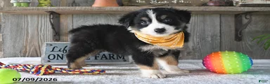 Toby
