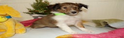 Shetland Sheepdog dogs for sale: Shetland Sheepdog Puppy 5 Tasha - Ad 3