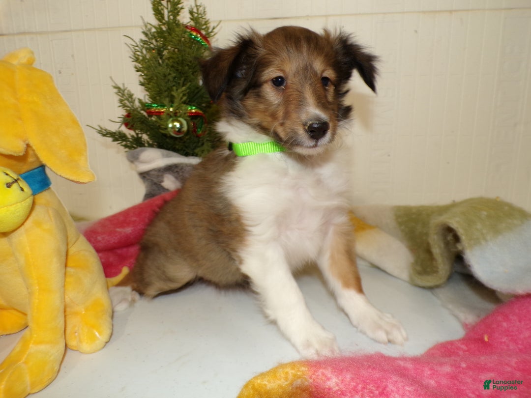Shetland Sheepdog dogs for sale: Shetland Sheepdog Puppy 5 Tasha - Ad 3