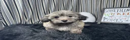 Havanese dogs for sale: Havanese 2 - Ad 5